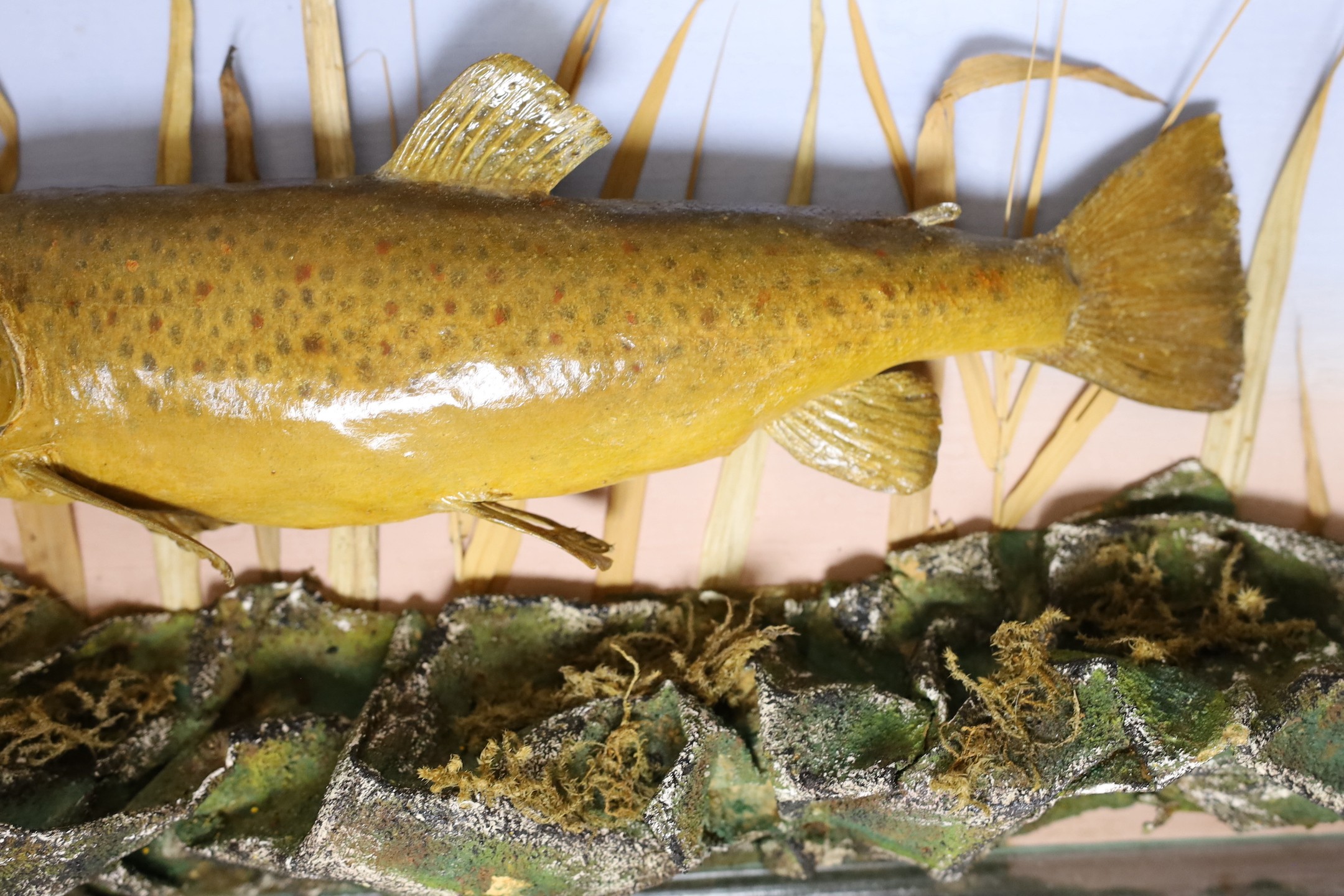 A cased early 20th century trout, labelled verso ‘Caught by P. Digges La Touche at Molewood House 1927’, preserved and mounted by J. Seymour & Son, overall 58cm wide